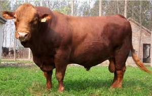 养殖牛一年多少斤正常呢(利木赞牛一年真能长2600斤？老王提醒：只是为了吸引新手买牛)