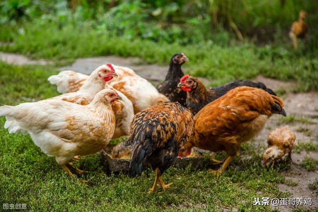 养鸡秘诀：养鸡人必备十个家禽中暑的良方，收藏扩散