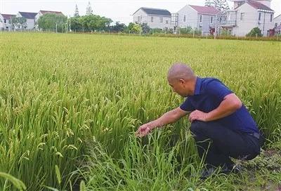 崇明田间养殖稻花鱼让“两无化”水稻增产增收