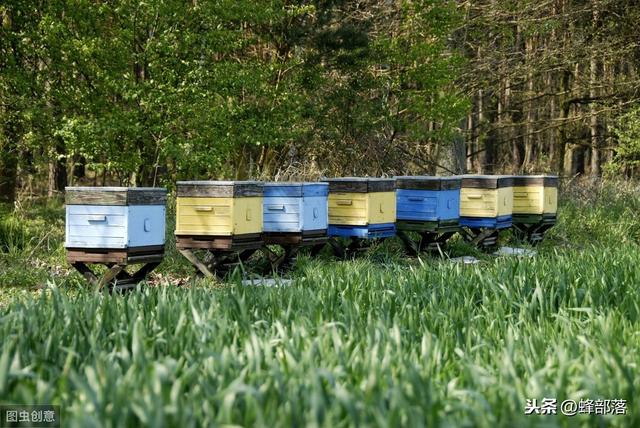 农村养蜂有发展前景吗？老蜂农：3大优势，但必须重视这个问题