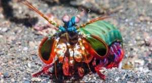 螳螂虾 养殖(号称“虾中拳王”，养殖它水缸需要防弹材质，捕捞还有危险性)