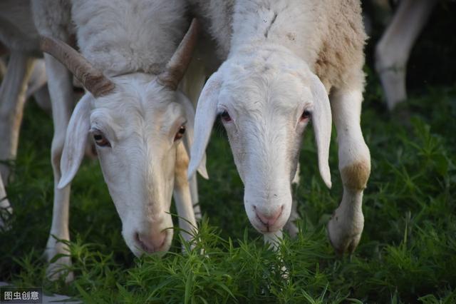 2020年，农村养羊有补贴吗？每只补贴20-100元