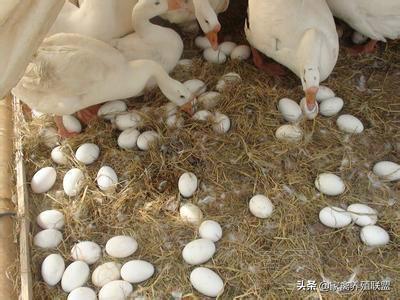 一只蛋鹅一年能产400块钱的蛋，为什么养殖的人却很少呢？