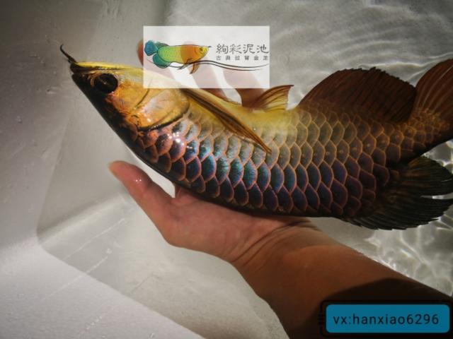 带你了解马来西亚唯一古法生态培育过背金龙的鱼场