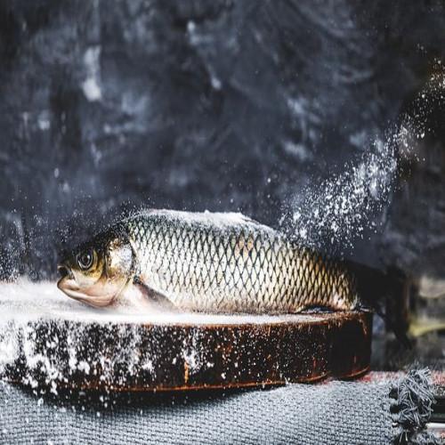 如何分辨野生鱼和养殖鱼？这篇文章告诉你答案！