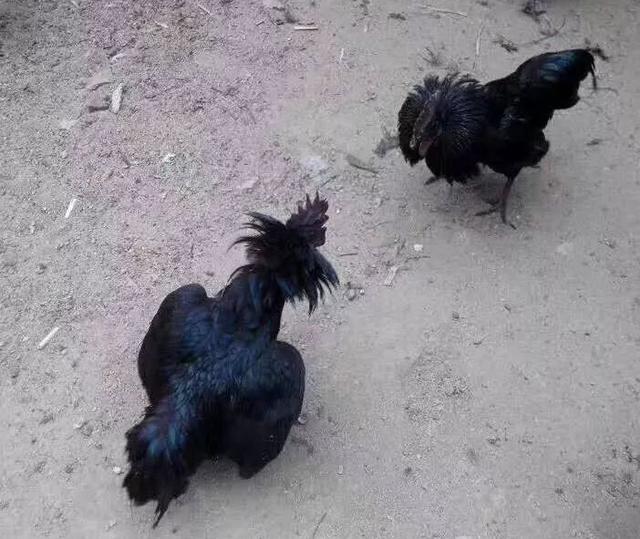 宜昌农村小伙返乡养黑鸡，一年卖2000万元，带领村民走上致富路