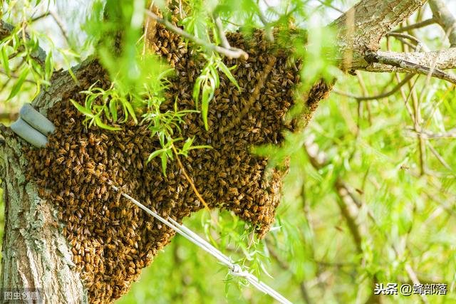 新手养蜂，如何收捕野生蜂群？用这3种方法，重点注意2个问题