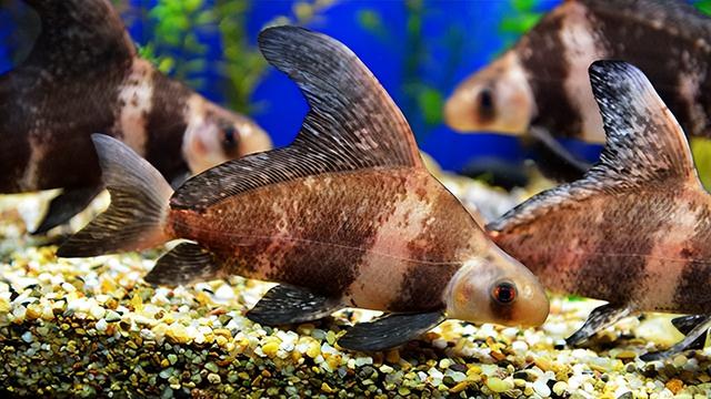 胭脂鱼的生活习性与高效科学的人工养殖繁育技术