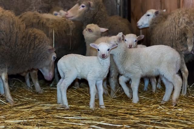 养羊经验实谈，教你正确养羊，避开养羊的各种坑