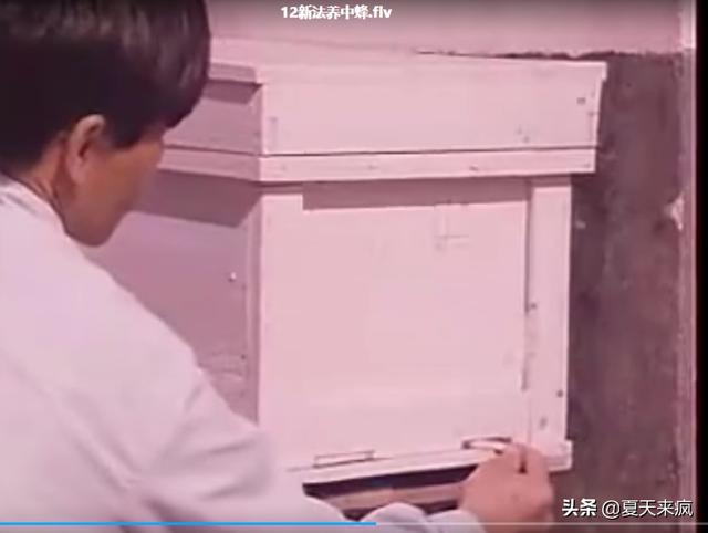 蜜蜂养殖技术 养蜜蜂视频技术资料