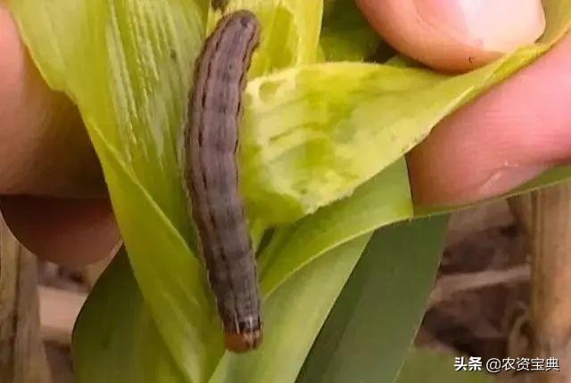 揪心！“农户百亩玉米两天被虫吃成光秆”！专家提醒：抓紧防治