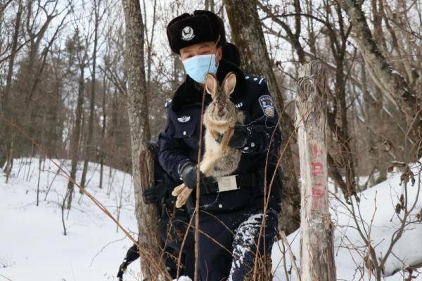 野兔觅食被困 吉林省露水河森林公安民警成功解救
