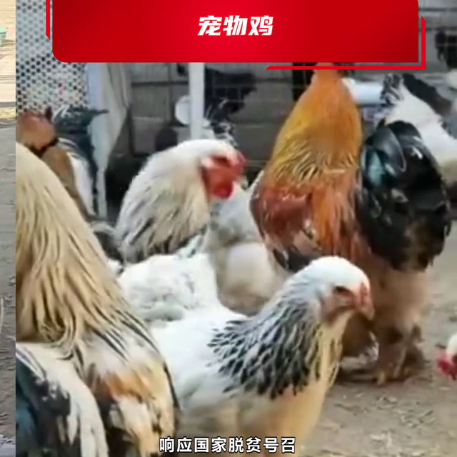 钦州市什么地方有养观赏鸡  @珍禽养殖观赏苑