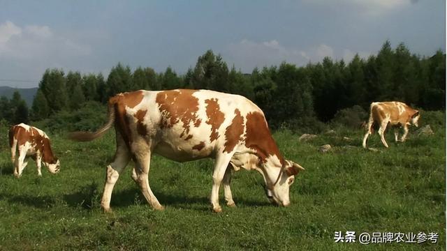 特稿丨盘点中国四大肉牛核心产区，各自都“牛”在哪？