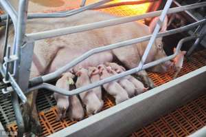 养殖老母猪(农民伯伯讲述在乡下饲养老母猪的管理要点，增加养殖效益)