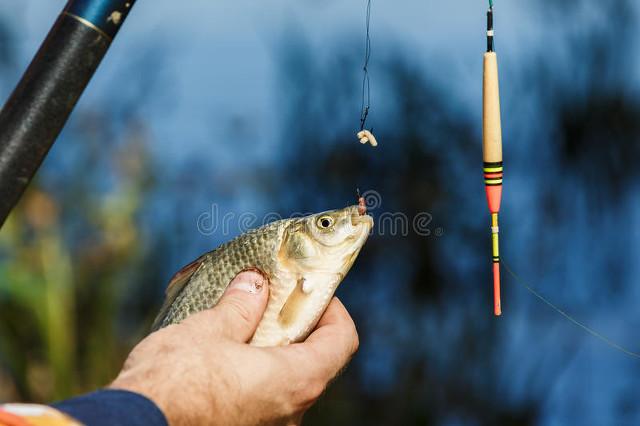大白鲫是一种常见的淡水鱼类。关于白鲫鱼的钓鱼技巧和习性