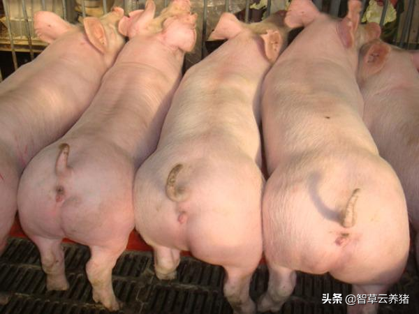 喂养二元母猪有哪些需要注意的问题