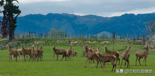 什么条件下，家养鹿的繁殖管理最好，鹿的养殖方法和注意事项