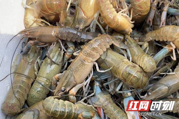 视频丨湘潭“澳洲龙虾”陆续上市 莲（稻）虾综合种养助力农民增收