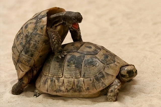 锯缘闭壳龟指名亚种的鉴赏，与引人注目的人工繁殖技术