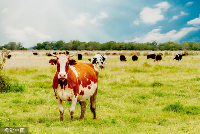 中西药结合治牛病，教你冬末春初如何防治牛瓣胃阻塞，养牛人必看