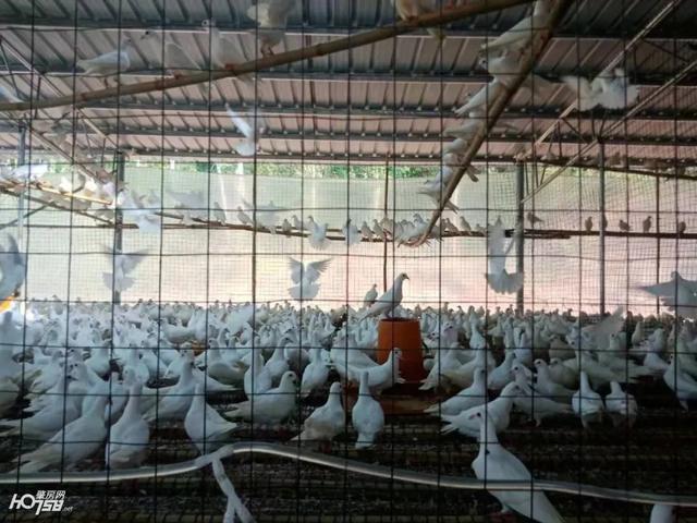 厉害了！怀集这里将打造成全国最大鸽子养殖基地