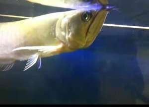 银龙鱼养殖视频大全(这种观赏鱼就是热带鱼中的败类，竟然敢把银龙给咬成这样？)