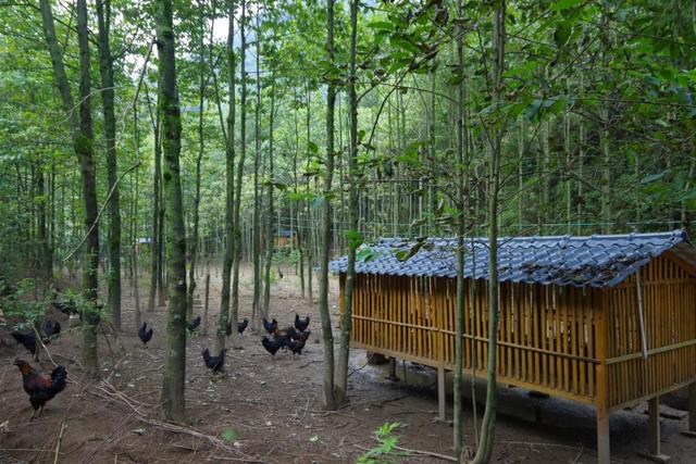 价值90万美金的“金属鸡”，竟藏在贵州省普安县深山里
