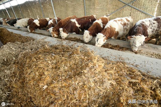 冬季牛舍保暖方法介绍，养牛户需提前做好准备