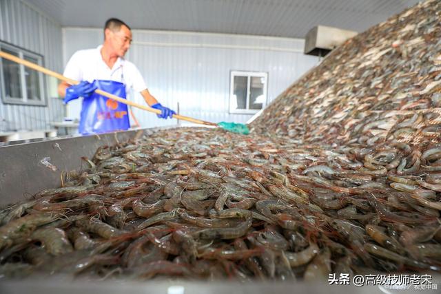 虾类养殖：方法与关键注意事项