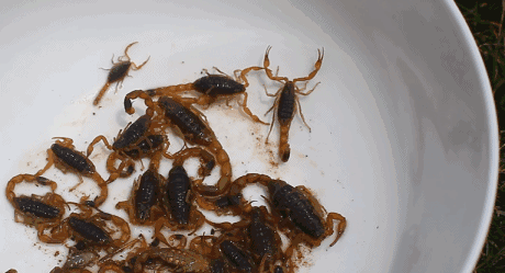 疯狂！每年吃掉100吨蝎子，多地已无蝎可捉，暴利下藏着多少隐忧