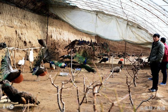 蓝孔雀养殖六种房舍推荐，特禽养殖利润丰厚