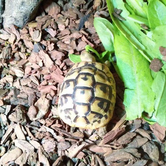 赫曼陆龟，一只大众陆龟，新手可以随便养殖体型比较小好动的陆龟