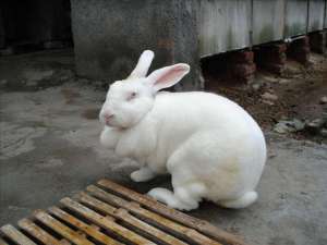 懒兔养殖技术(养兔技术｜提高獭兔养殖效益的八个措施)