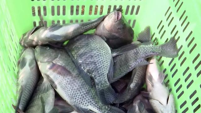 南鱼北养！天镇县这家热带鱼养殖基地年产成鱼100万斤