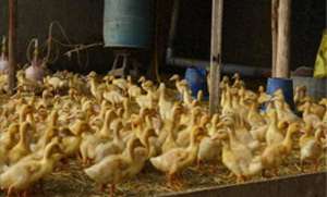 养殖鸭(新手养鸭子，需要掌握一些基本的养殖技巧和注意事项)