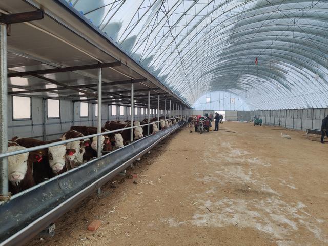 最近我国吉林这边的西门塔尔牛市场非常低迷，造成大批优质牛积压