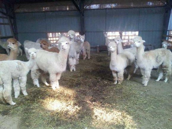 羊驼养殖需要什么条件，羊驼养殖技巧及注意事项