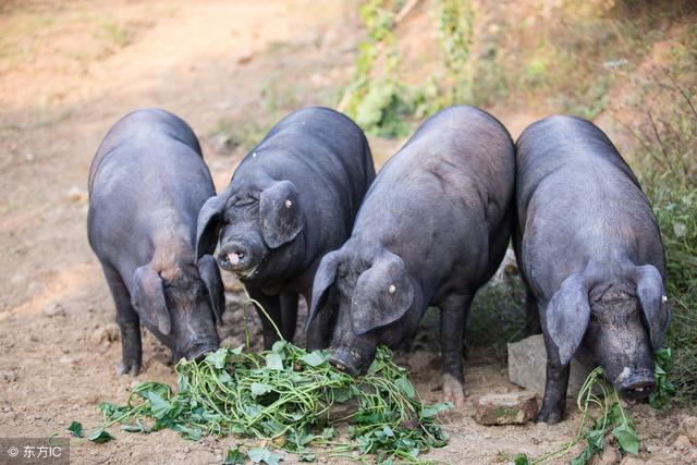 黑猪养殖场建设造价及养殖技巧