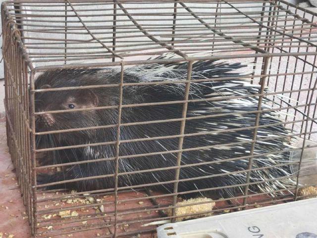 广西钦州警方查获一起非法交易野生动物案