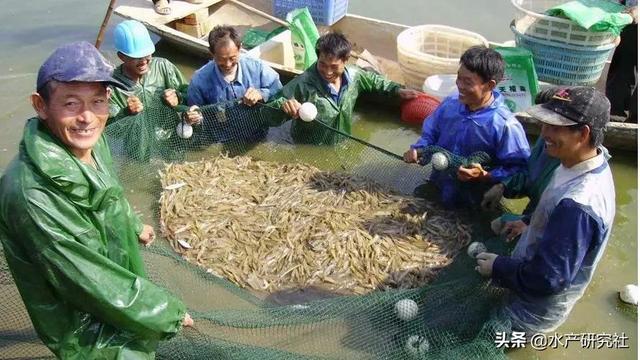 罗氏沼虾的人工育苗以及在越冬与培育时特别注意事项有哪些？