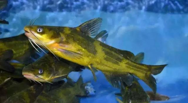 杂交黄颡鱼养殖过程中应该注意哪些问题