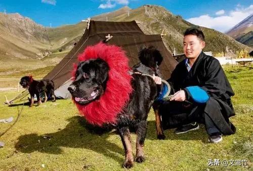 1995年河南夫妇进入青藏高原深处，寻找纯种藏獒三年，后来怎样了