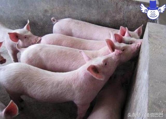 如何科学地配制猪饲料，这四个方面是你必须要注意的！
