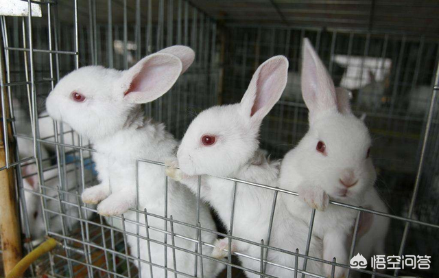 兔子养殖户越来越多，能够挣到钱吗？一起来看看兔子养殖前景