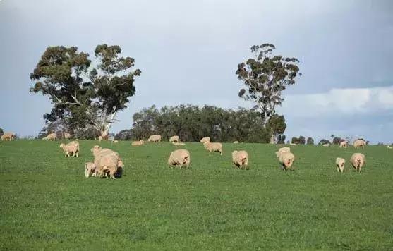 澳大利亚的牛、羊是如何饲养的！吊炸天！！！