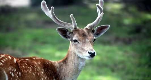 大眼睛、双眼皮穿着“花衣裳”的“河南梅花鹿”长势良好“鹿”丁兴旺