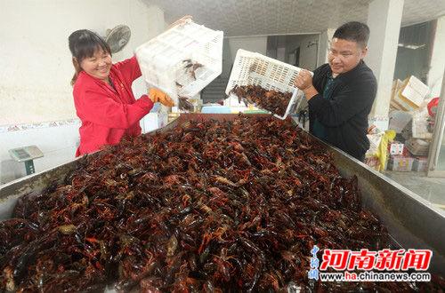 河南光山县：小龙虾销售带动乡亲就业