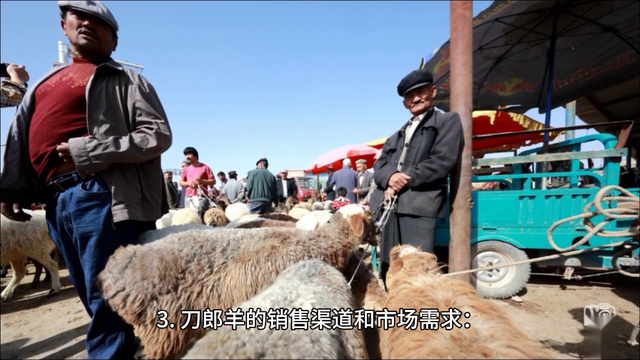 刀郎羊为什么这么贵。#新疆农养殖