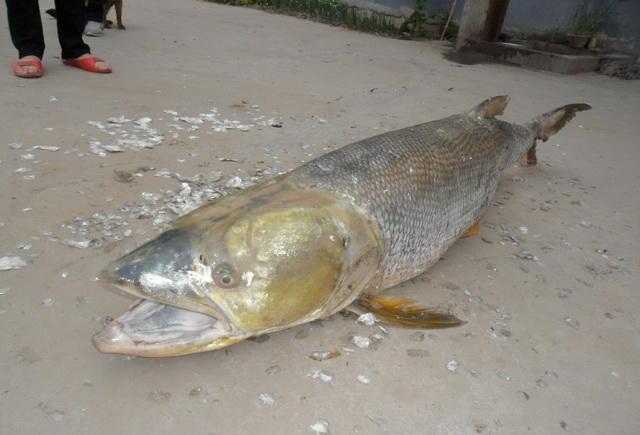 害鱼？广州增江1米多长的“水老虎”被钓起，老乡：专吃鱼虾